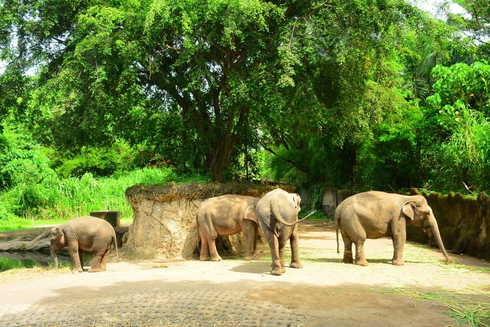 Elephant Safari Park - Bali Travel Time